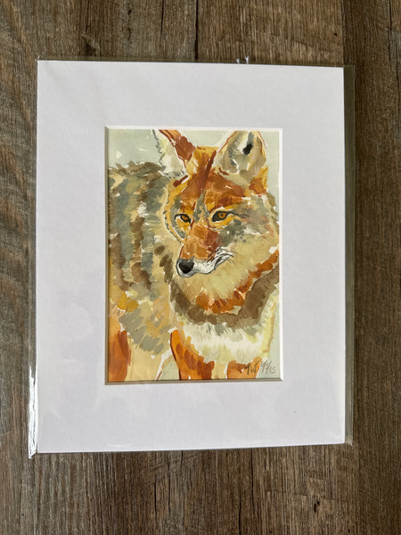 Coyote