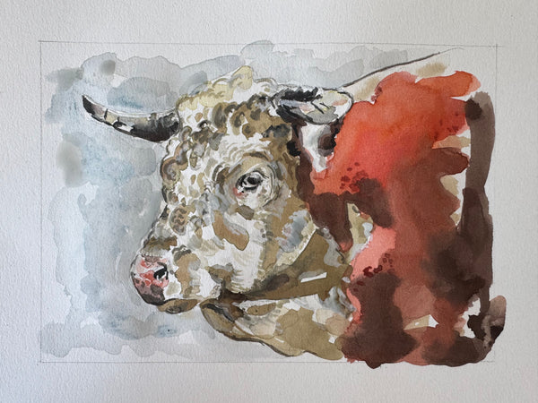Hereford Bull