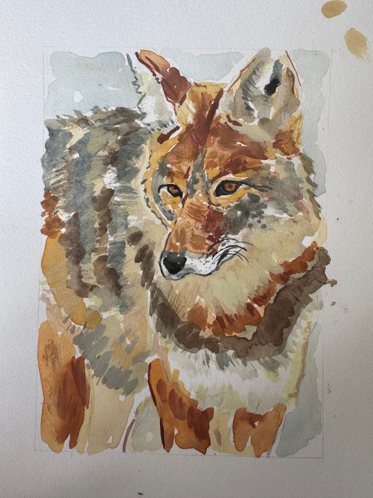 Coyote