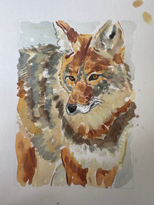 Coyote